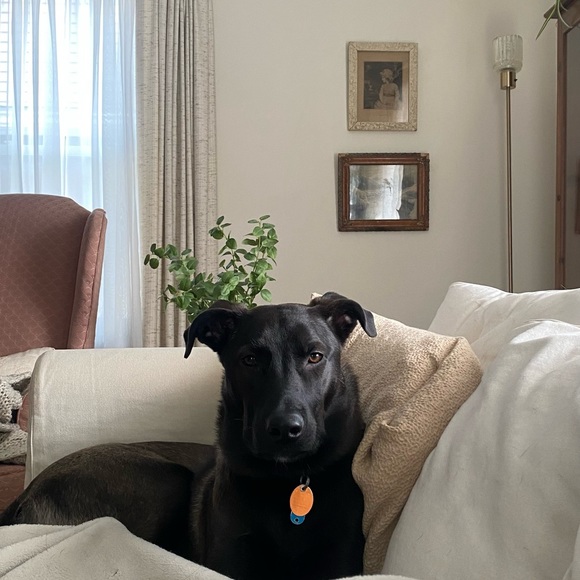 Meet your Posher, Sierra - Picture 9 of 14